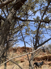 Brachylaena rotundata