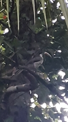 Ocyceros gingalensis