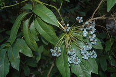 Mackinlaya macrosciadea