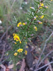 Dillwynia sieberi