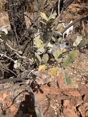 Brachylaena rotundata