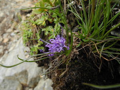 Phyteuma hemisphaericum
