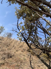 Brachylaena rotundata