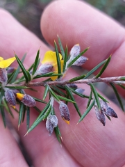 Dillwynia sieberi