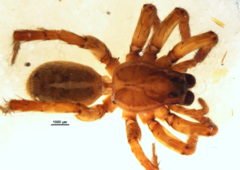 Anoteropsis adumbrata