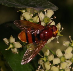 Volucella zonaria