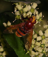 Volucella zonaria