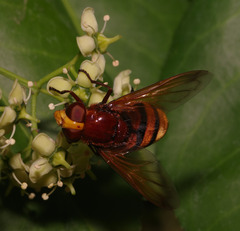 Volucella zonaria