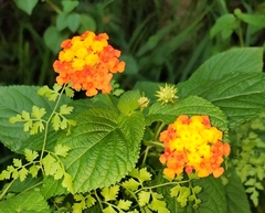 Lantana camara