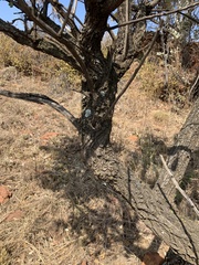 Brachylaena rotundata