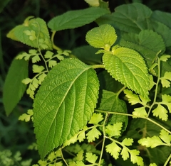 Lantana camara