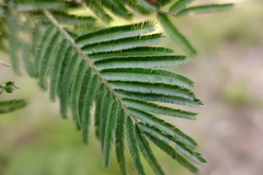 Acacia nanodealbata