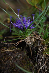 Phyteuma hemisphaericum