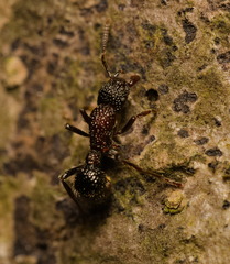Stictoponera bicolor