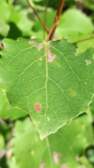 Aceria varia