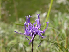 Phyteuma hemisphaericum