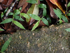 Pseudogagrella splendens