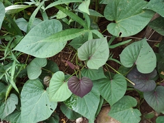Ipomoea batatas