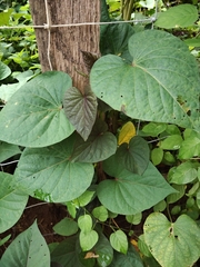 Ipomoea batatas