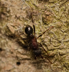 Stictoponera bicolor