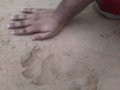 Hyaena hyaena hyaena