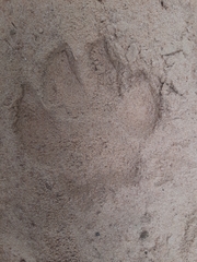 Hyaena hyaena hyaena