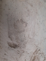 Hyaena hyaena hyaena