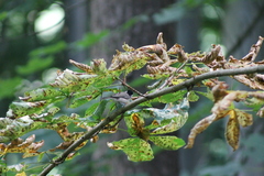 Poecile montanus
