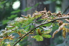 Poecile montanus