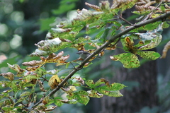 Poecile montanus