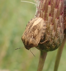 Eurygaster testudinaria