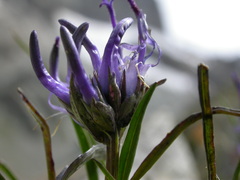 Phyteuma hemisphaericum