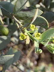 Osyris lanceolata