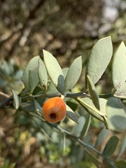 Osyris lanceolata