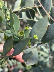 Osyris lanceolata