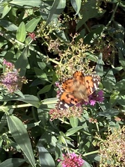 Vanessa cardui