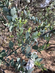 Osyris lanceolata