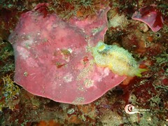 Lithophyllum stictaeforme
