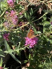 Vanessa cardui