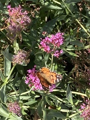 Vanessa cardui