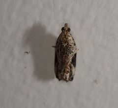 Megalota uncimacula