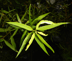 Salix caroliniana