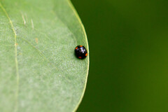 Brachiacantha quadripunctata