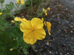 Chelidonium