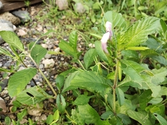 Ruellia tuberosa
