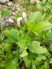 Ruellia tuberosa