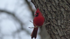 Cardinalis cardinalis