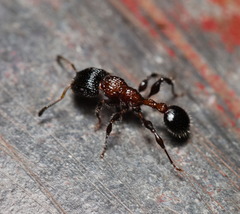 Dilobocondyla fouqueti