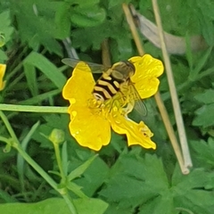 Syrphus