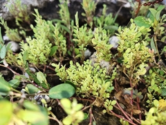 Angiospermae